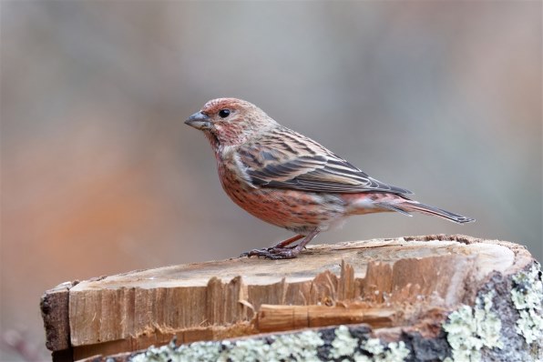 SONY FE 400-800mm F6.3-8 G OSS SEL400800G レビュー評価・評判