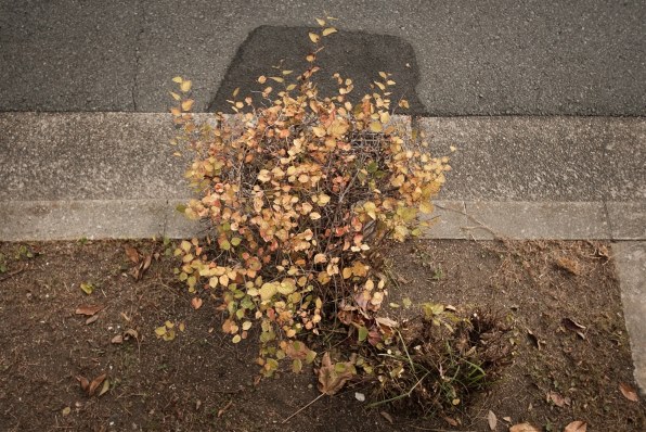 画像確認 富士フイルム フジノンレンズ XF18mmF2 Rで撮影された写真 - 価格.com