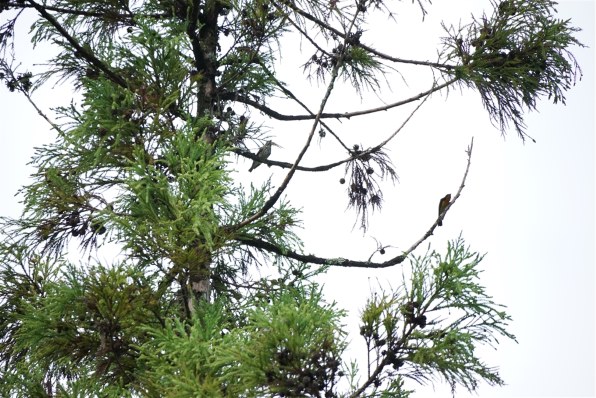 写真のピントについて』 SONY E 70-350mm F4.5-6.3 G OSS SEL70350G の