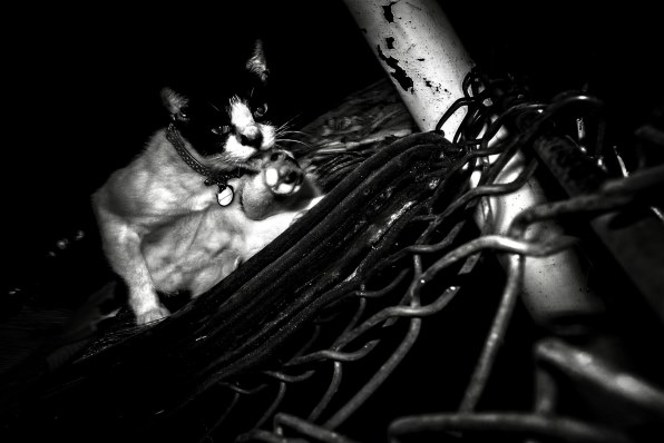 リコー GR DIGITAL III投稿画像・動画 (レビュー) - 価格.com