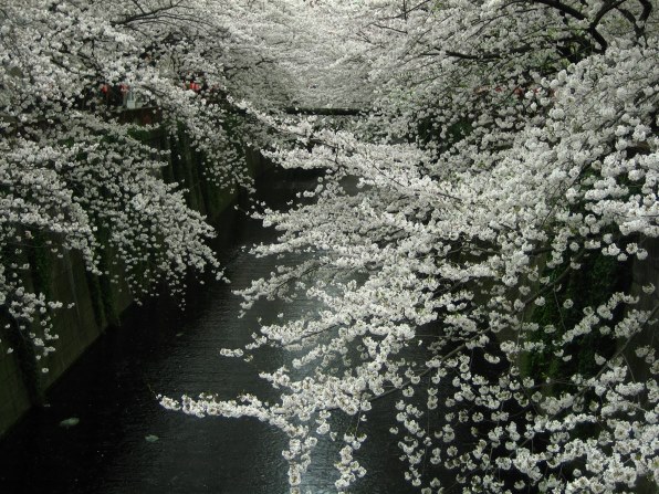 CANON IXY DIGITAL 55で撮影された写真 (レビュー) - 価格.com