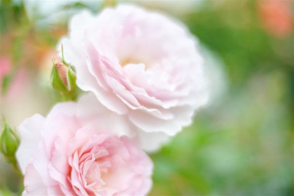 ローズ コシナ フォクトレンダー NOKTON 35mm F1.2 X-mount レビュー評価