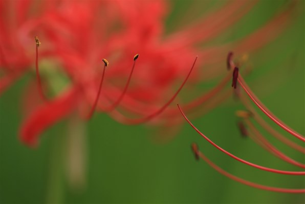 CANON EOS-1D Mark IV ボディで撮影された写真 (レビュー) - 価格.com