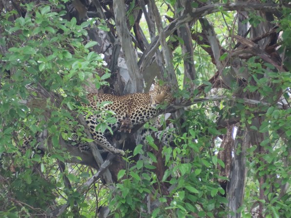 CANON PowerShot SX70 HS 価格比較 - 価格.com