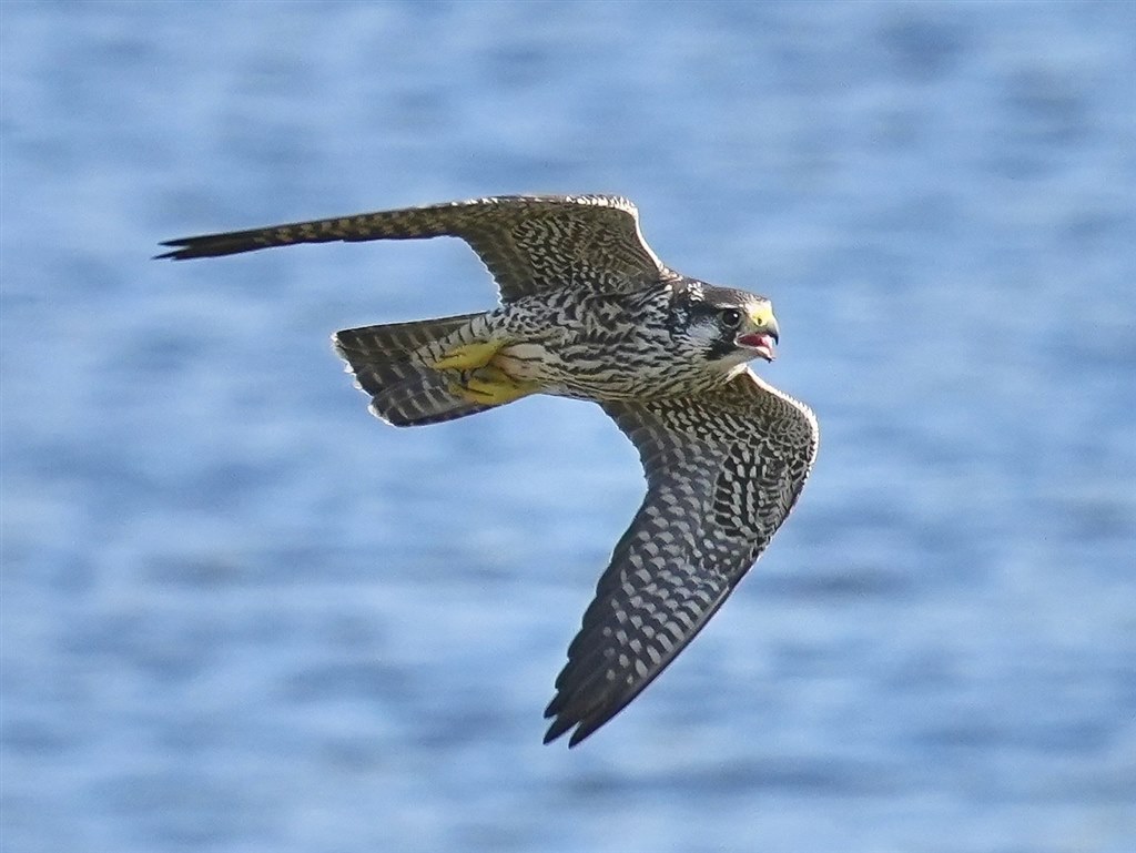 野鳥撮影に使い込見ましたけどやはり素晴らしいレンズです。』 シグマ