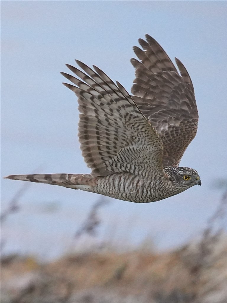 野鳥撮影に使い込見ましたけどやはり素晴らしいレンズです。』 シグマ