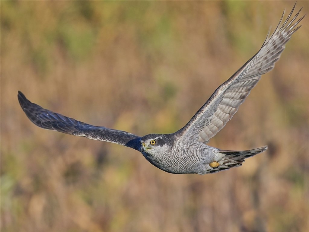 野鳥撮影に使い込見ましたけどやはり素晴らしいレンズです。』 シグマ