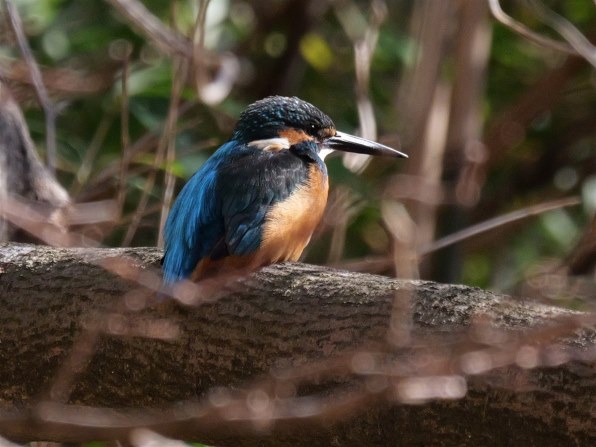 パナソニック LUMIX G X VARIO PZ 45-175mm/F4.0-5.6 ASPH./ POWER