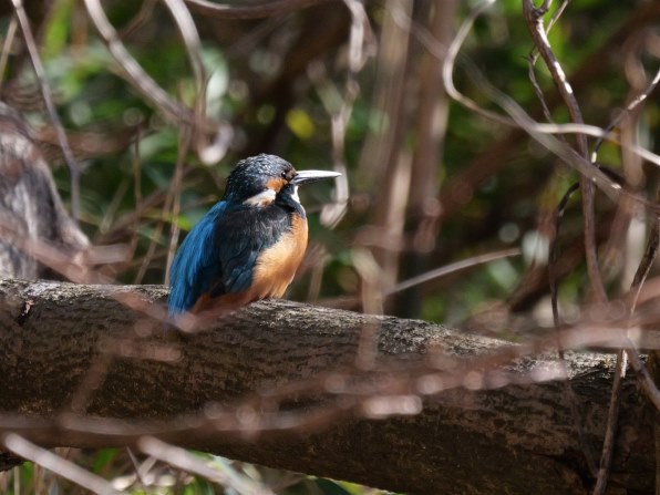 パナソニック LUMIX G X VARIO PZ 45-175mm/F4.0-5.6 ASPH./ POWER