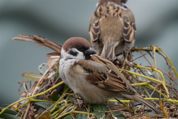 SEL20TC 新品 補償あり SONY SEL20TC 価格比較 - 価格.com