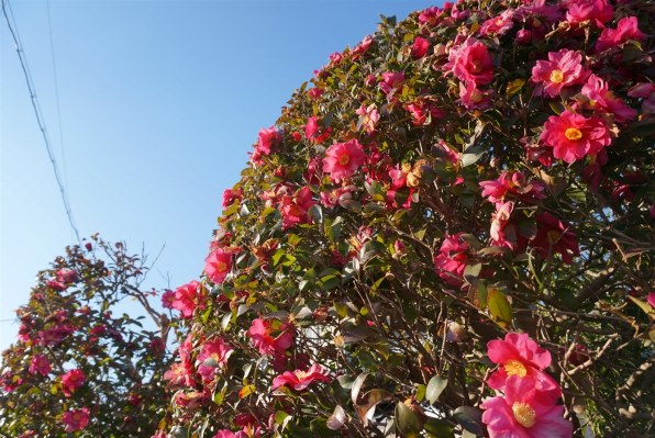 SONY E PZ 16-50mm F3.5-5.6 OSS SELP1650 価格比較 - 価格.com