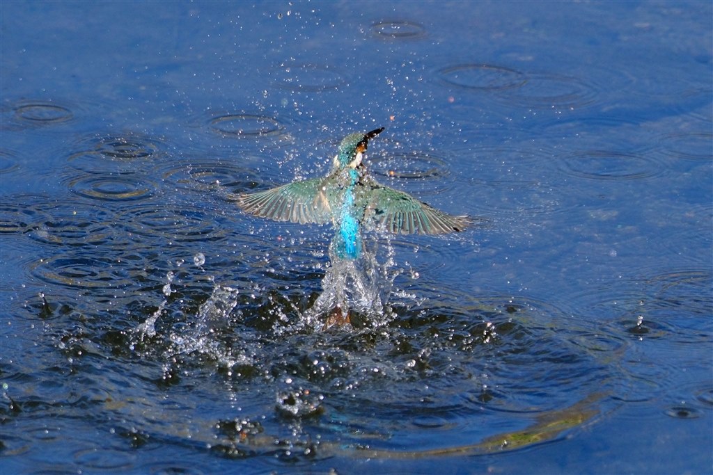 ようやく出会えた最高の望遠レンズ X-H2Sとのコンビの凄さ！！』 富士