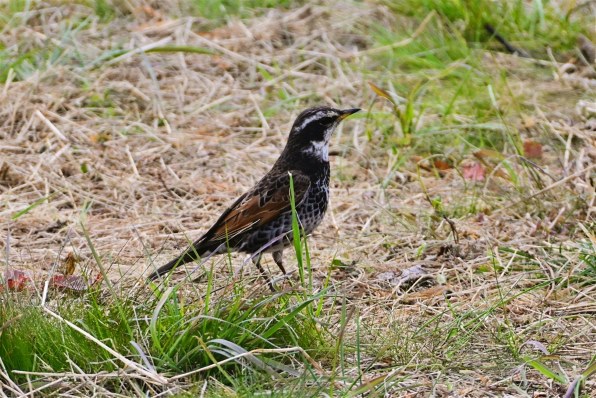 ニコン NIKKOR Z 28-400mm f/4-8 VRで撮影された写真 - 価格.com