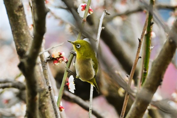 ニコン NIKKOR Z 28-400mm f/4-8 VRで撮影された写真 - 価格.com