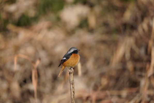 SONY E 70-350mm F4.5-6.3 G OSS SEL70350G 価格比較 - 価格.com