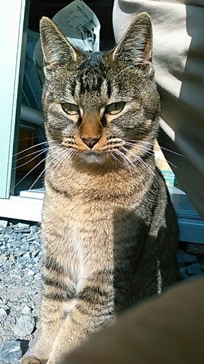 室外機の四方弁の作動音について教えてください』 日立 白くまくん RAS