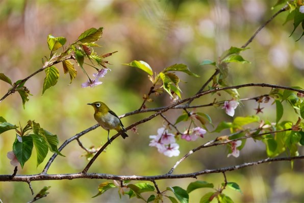 Zマウント TAMRON 150-500mm F/5-6.7 95mmのレンズフィルタ－は、なにを選ぶべきでしょうか？』 SONY FE 200