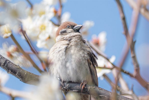 軽くて安くてVRも強力なので、近場の野鳥撮影に重宝しています