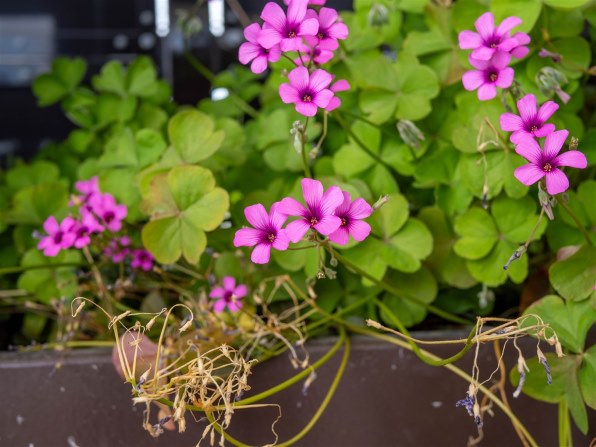 パナソニック LUMIX G 20mm/F1.7 II ASPH. H-H020A-S [シルバー]で撮影