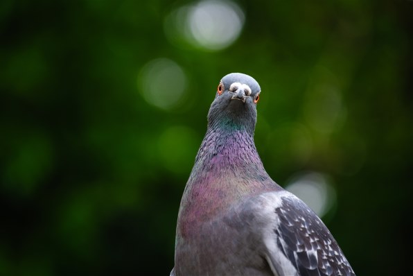 富士フイルム フジノンレンズ XC50-230mmF4.5-6.7 OIS II [シルバー]で