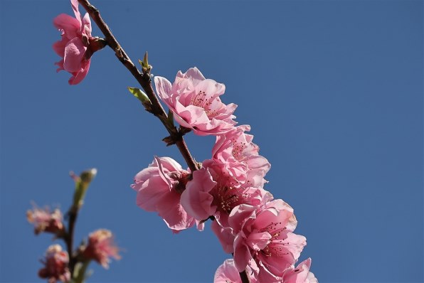 【作例あり】Canon EF-S55-250mm F4-5.6 IS STM CANON EF-S55-250mm F4-5.6 IS STMで撮影された写真 (レビュー) - 価格.com