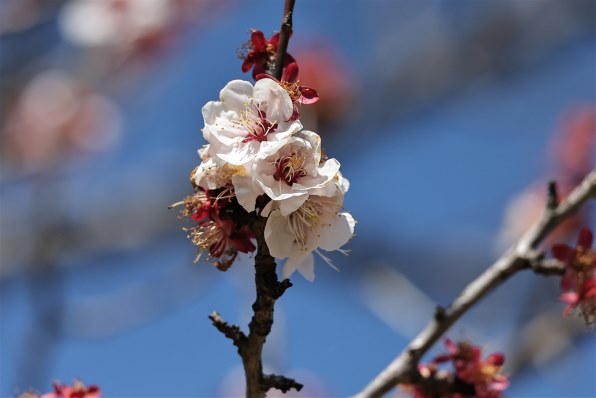 異音について』 CANON EF-S55-250mm F4-5.6 IS STM のクチコミ掲示板