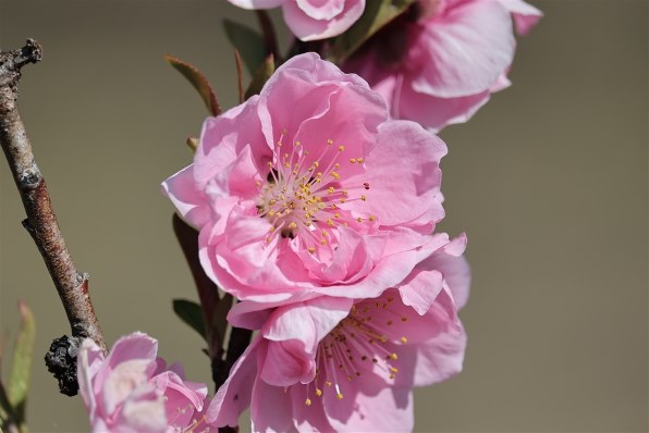 CANON EF-S55-250mm F4-5.6 IS STMで撮影された写真 (レビュー) - 価格.com