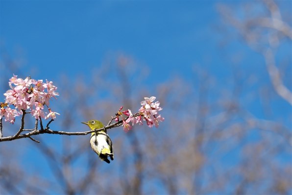値下げ！！美品Ｅ１８－１３５ｍｍ　Ｆ３．５－５．６ＯＳＳ カメラレンズ E 18-135mm F3.5-5.6 OSS APS-C用 ブラック SEL18135