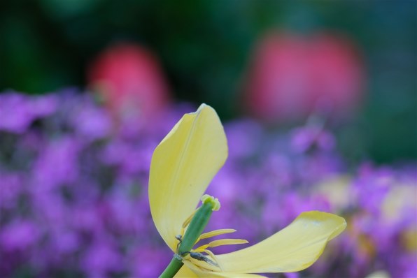 カールツァイス Carl Zeiss Sonnar T135 F2.8 Carl Zeiss Jena Tessar 50mm F2.8 実写レビュー｜プラナーが高いと