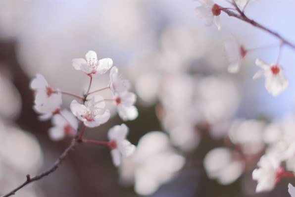 CANON EF50mm F1.2L USM 価格比較 - 価格.com