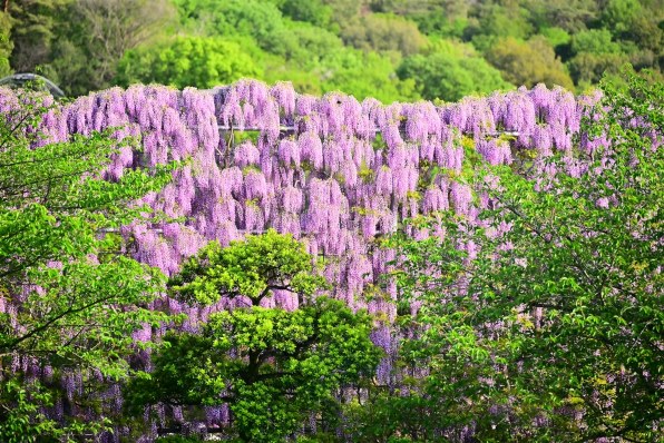 TAMRON 35-150mm F/2-2.8 Di III VXD (Model A058) [ニコンZ用 