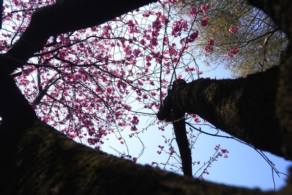 SIGMA 18-200mm F3.5-6.3 DC OS レンズ SONY VLOGCAM ZV-E1 ボディ 価格比較 - 価格.com