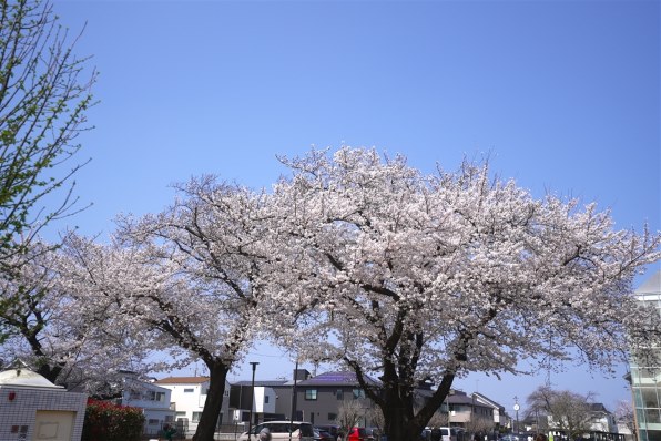 SONY Cyber-Shot DSC -WX350 ピンク SONY VLOGCAM ZV-E1 ボディ 価格比較 - 価格.com