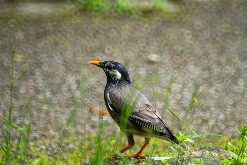 タムロン TAMRON SP 500mm F8 ペンタックス用 #430 Amazon | TAMRON タムロン SP 500mm F8 TELE MACRO 55BB | カメラ用