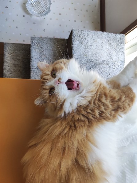 アカナ インドアエントリーキャット 4.5kg 価格比較 - 価格.com