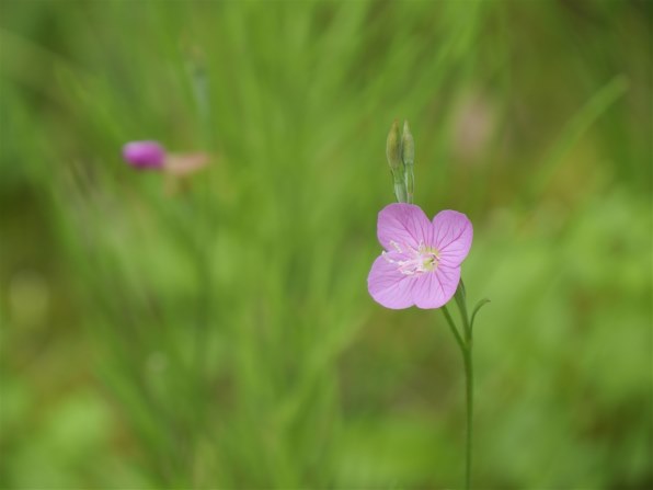 パナソニック LUMIX G VARIO 14-140mm/F3.5-5.6 II ASPH./POWER O.I.S.