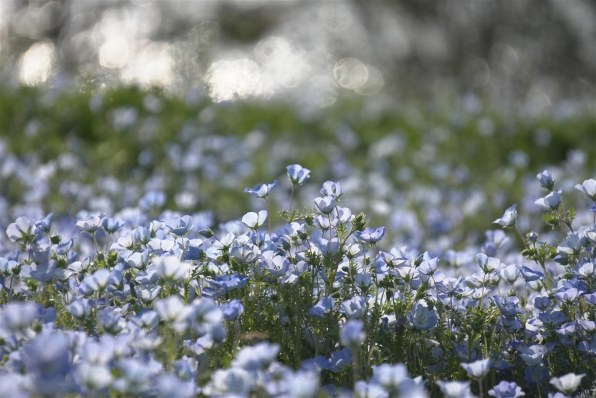 Canon EF-S 18−135mm F3.5-5.6 IS STM ズーム SONY VLOGCAM ZV-E10M2X ダブルズームレンズキット 価格比較 - 価格.com