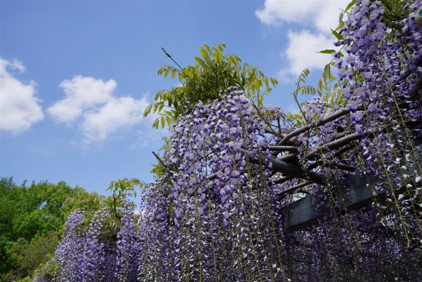 SONY α7R IV ILCE-7RM4 ボディで撮影された写真 (レビュー) - 価格.com