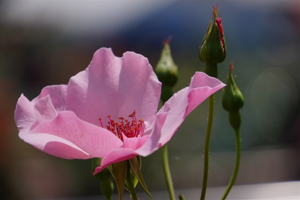 SONY E 55-210mm F4.5-6.3 OSS SEL55210 価格比較 - 価格.com