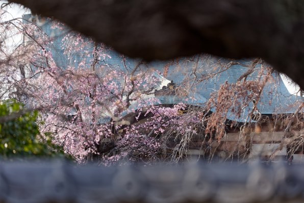 CANON EOS 5D Mark II ボディで撮影された写真 (レビュー) - 価格.com