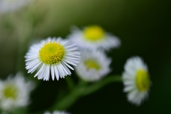 ニコン D5600 ダブルズームキットで撮影された写真 - 価格.com