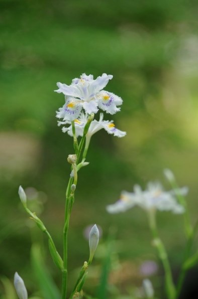 ペンタックス smc PENTAX-DA 55-300mm F4-5.8ED 価格比較 - 価格.com