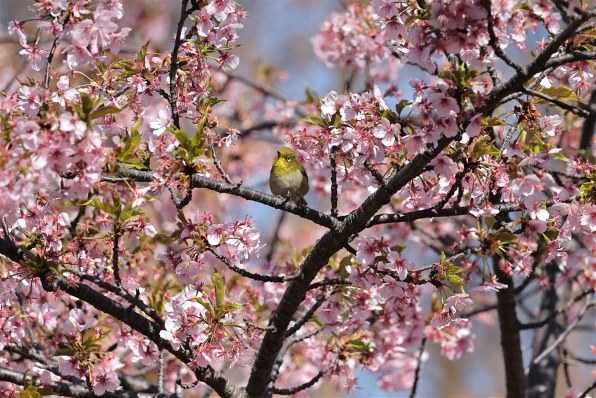 CANON RF100-400mm F5.6-8 IS USM 価格比較 - 価格.com