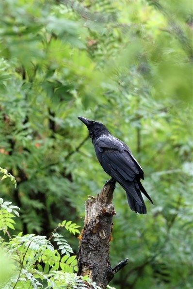 CANON EF300mm F4L IS USM投稿画像・動画 - 価格.com