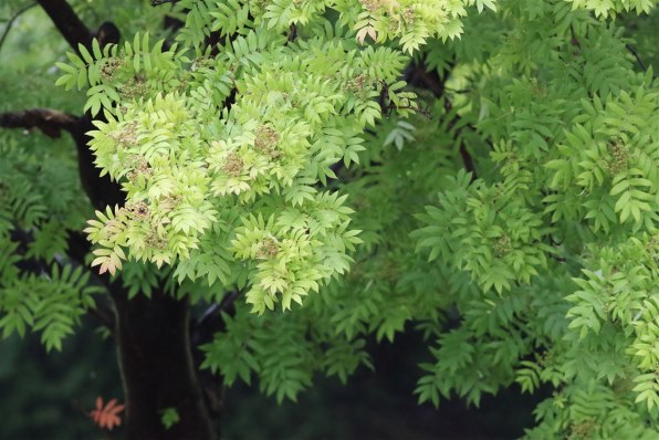 CANON EF300mm F4L IS USM投稿画像・動画 - 価格.com