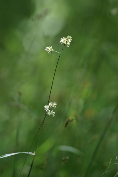 CANON EF300mm F4L IS USM投稿画像・動画 - 価格.com