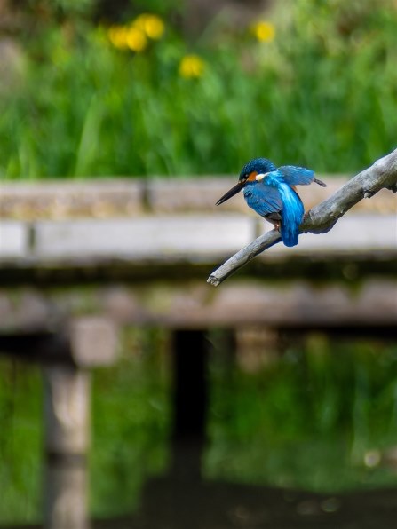 オリンパス M.ZUIKO DIGITAL ED 40-150mm F4.0-5.6 R [シルバー] 価格