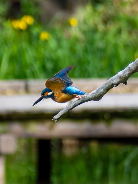 オリンパス M.ZUIKO DIGITAL ED 40-150mm F4.0-5.6 R [ブラック] 価格