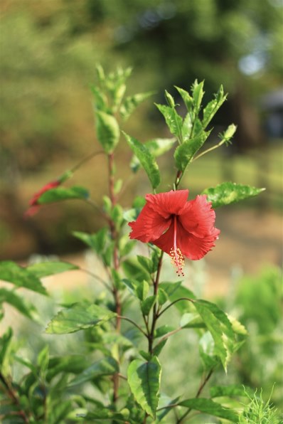 CANON EOS 7D EF-S18-200 IS レンズキットで撮影された写真 (レビュー