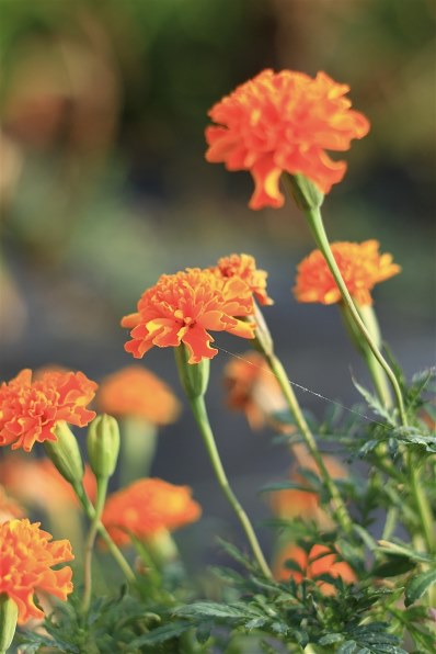 CANON EOS 7D EF-S18-200 IS レンズキットで撮影された写真 (レビュー